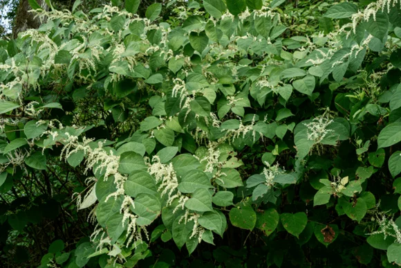 London Homeowners Sue Surveyor for Failing to Spot Knotweed Infestation